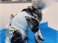 -纳吉亚猫专科动物诊疗中心(蒋宅口分院)