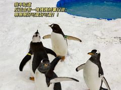 -广州热雪奇迹