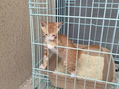 -创凡宠物医院·骨专科  猫科中心(西乡分院)