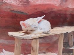 -Zoolung Zoolung动物主题公园(海信广场店)