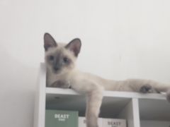 -Uppercut拳馆·Boxing拳击·Muay Thai泰拳