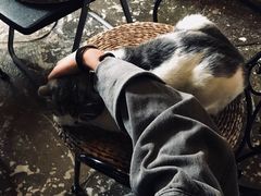 -猫猫幼稚园·撸猫·桌游·电玩