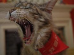 -猫色咖啡·猫咖