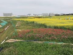 -光明小镇欢乐田园