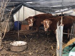 -小鱼草莓采摘园农家乐·小鱼餐厅