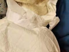 -宠爱国际动物医院· 猫科· 外科·中兽医(长白店)