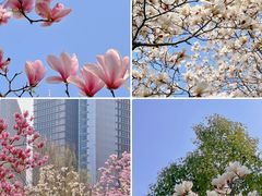 -陆家嘴中心绿地