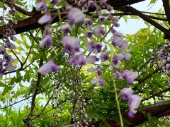 -嘉定紫藤园