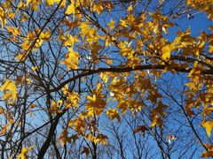 -北京西山国家森林公园