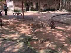 -深圳野生动物园