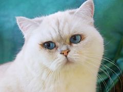 -喵屿·大理花园猫咖