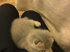 -猫色咖啡·猫咖