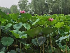 -莲湖公园