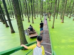 -渌洋湖湿地公园