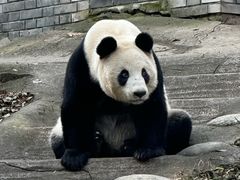 -都江堰中华大熊猫苑
