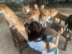 -柴犬高等学院·狗咖·柴犬售卖·宠物训练