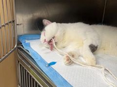 -瑞鹏宠物医院·超声·骨科·奇麟分院(蜀都万达店)