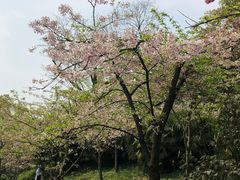 -南山植物园