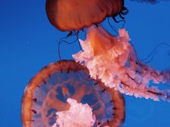 -太平洋海底世界