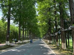 -黄海国家森林公园