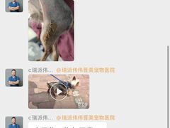 -伟伟宠物医院·CT影像中心·瑞派犬猫综合性门诊(汉口总院)