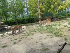 -上海野生动物园老虎餐厅