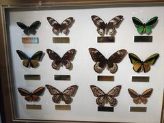 -上海昆虫博物馆