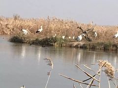 -盐城丹顶鹤湿地生态旅游区
