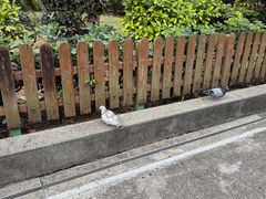 -九龙寨城公园