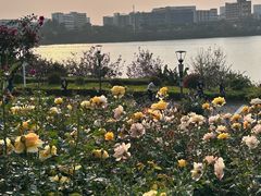 -立新湖公园