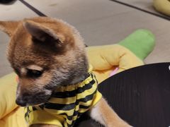 -逗柴咖啡屋·狗咖猫咖宠物桌游