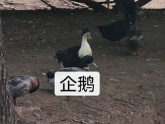 -沈阳鸟岛