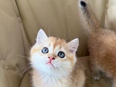 -翊宠yipet猫狗购宠庄园犬舍•猫舍