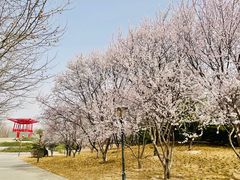 -大望京公园