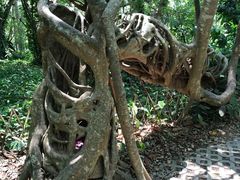 -中国科学院西双版纳热带植物园