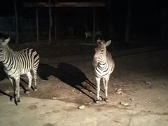 -清迈夜间动物园