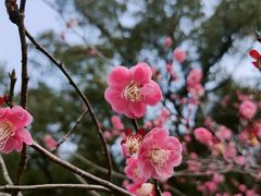 -杭州植物园
