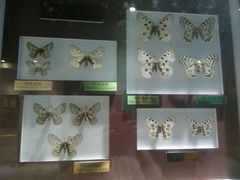 android_upload_pic-上海昆虫博物馆