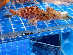 -涌觅名灶·本地海鲜宁波菜(财富广场店)