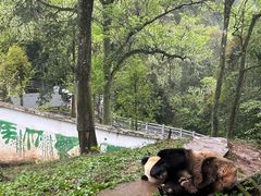 -中国大熊猫保护研究中心雅安碧峰峡基地