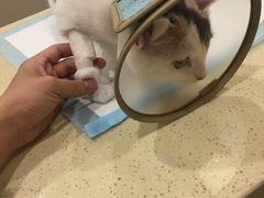 -艾贝尔宠物医院·24H转诊中心·肿瘤猫专科(江宁双龙店)