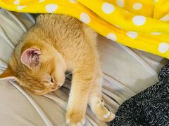 -猫大福·Fortune Cat猫舍(百子湾店)