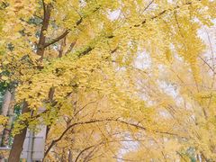 -三里屯东五街银杏大道