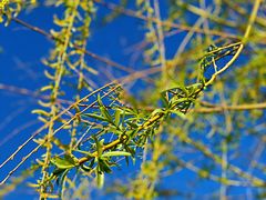 -大兴滨河森林公园