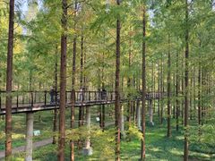 -黄海国家森林公园