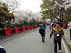 -武汉大学-樱园