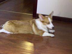 -厚道寿喜烧専門店(宝龙环湖店)