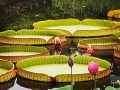 -国家植物园南园