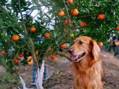 -上海华帆旗开比亚迪4S店(浦东北路店)