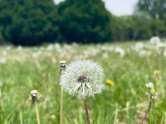 -永定河休闲森林公园